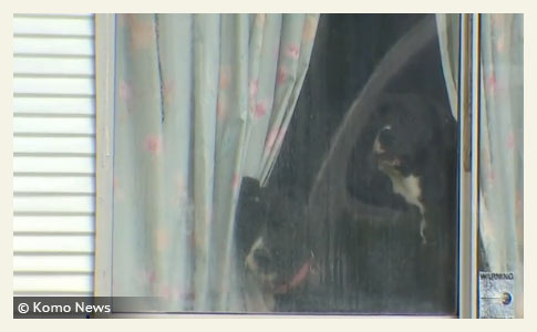 Dogs Seen Through Window of Dog Owners Home