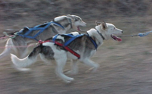 two of the trainers dogs on a training day