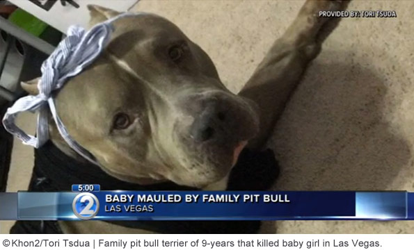 family pit bull that killed baby las vegas