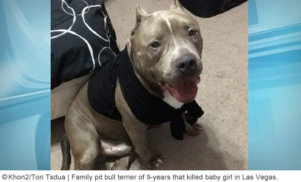 family pit bull kills baby in las vegas