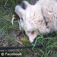 fatal dog attack Autauga County Alabama Barbara McCormick