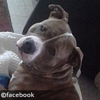 pit bull sits in infant seat