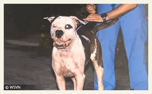 dogs kill woman in southwest Miami-dade