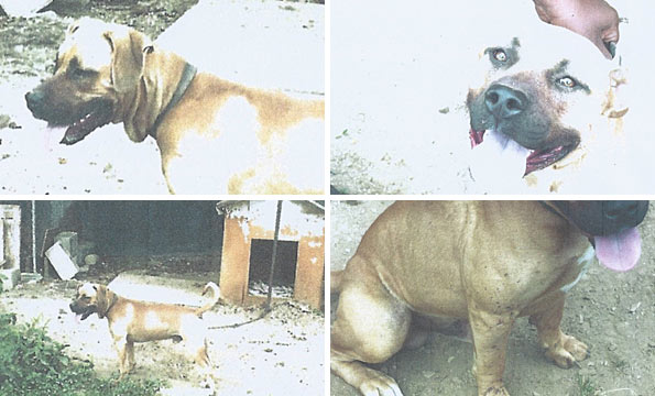 photographs of pit bull mix that killed west virginia boy