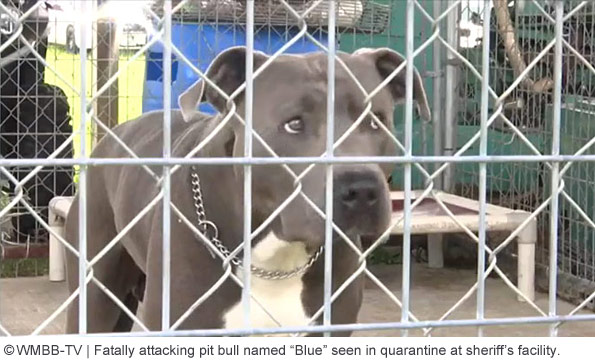 pit bull named blue, killed calhoun county woman