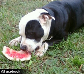 pit bull kills owner in Spartanburg, South Carolina