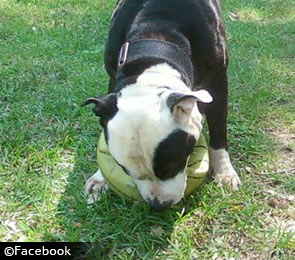 pit bull kills owner in Spartanburg, South Carolina