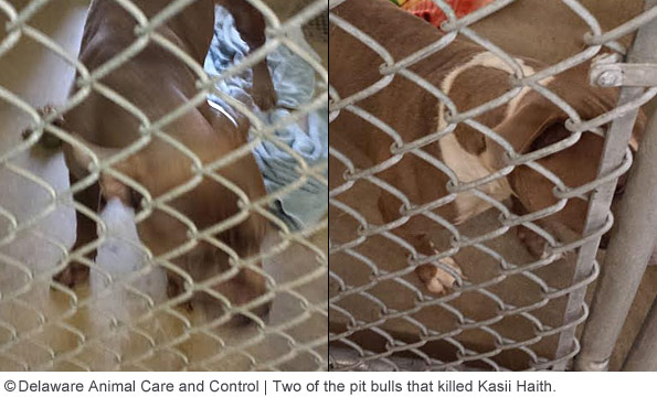 Delaware Animal Care and Control officials released these photos of the three dogs prior to their being euthanized