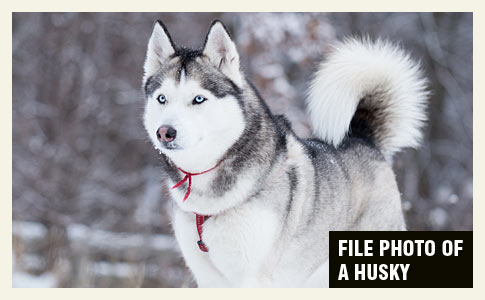 husky pulls infant from bed