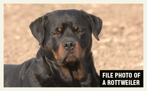 pet rottweiler kills owner