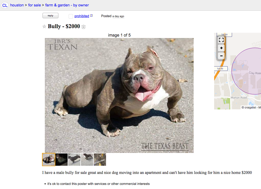 bullies for sale craigslist