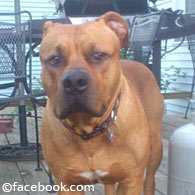 Hartrich family pit bull prior to the pit bull mauling death of Kara Hartrich