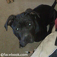 Hartrich family pit bull prior to the pit bull mauling death of Kara Hartrich