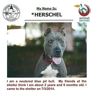 adoption listing advertisement - sonoma county animal shelter