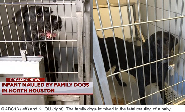 family dogs kill baby in north houston