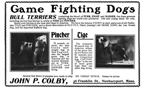 John P Colby fighting pit bulls advertisement game dogs