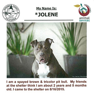 adoption listing advertisement - sonoma county animal shelter