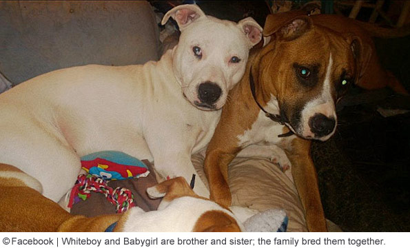 pit bulls that killed paris adams are siblings