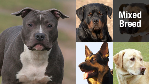 level 1 trauma center studies biting dog breeds