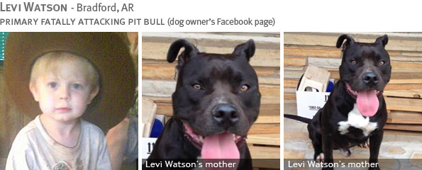 Fatal pit bull attack - Levi Watson photo