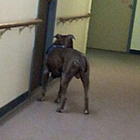 loose service dog pit bull in senior housing