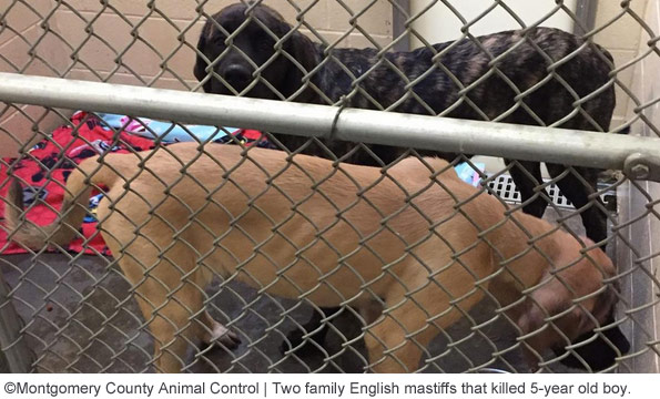 english mastiffs kill boy in montgomery county