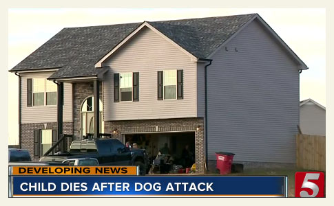 mastiffs kill boy in clarksville, montgomery county