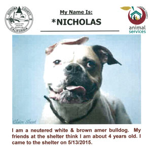 adoption listing advertisement - sonoma county animal shelter