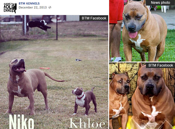 BMT Kennels' XL pit bull Niko stud dog kills child