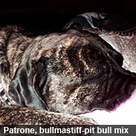 Patrone, the fatally attacking bullmastiff-pit bull mix