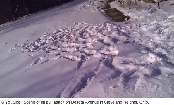 Pit Bull Attack Desota Avenue cleveland heights