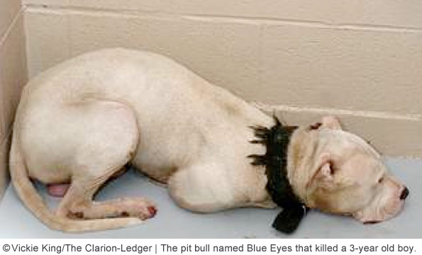 pit bull blue eyes killed 3 year old boy