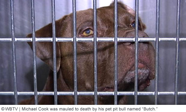 Pit bull named Butch kills owner in Tucson