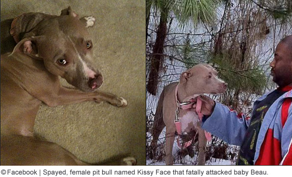 family pit bull kills babys in atlanta, kissy face
