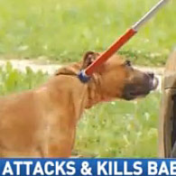 pit bull kills baby in Dayton