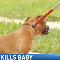 pit bull kills baby in Dayton