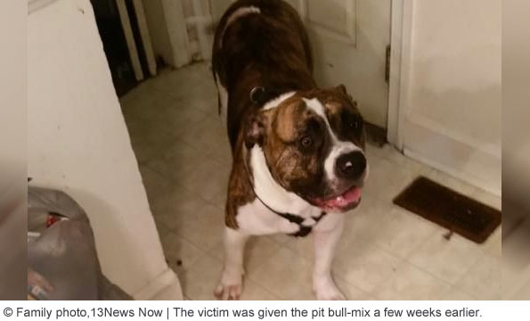 pit bull kills owner north carolina