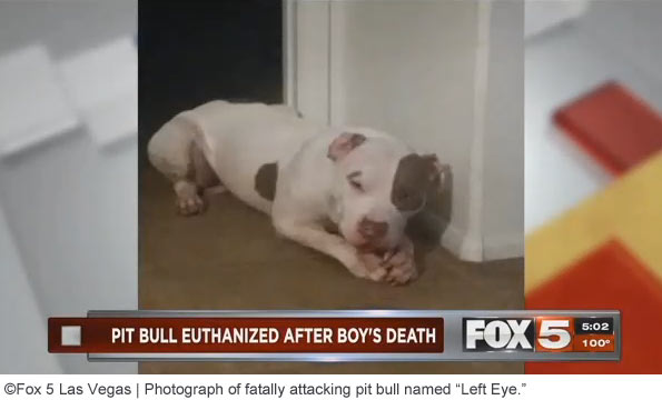 pit bull named left eye kills boy in las vegas