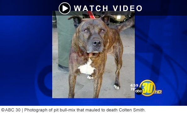 pit bull mix killed colten smith