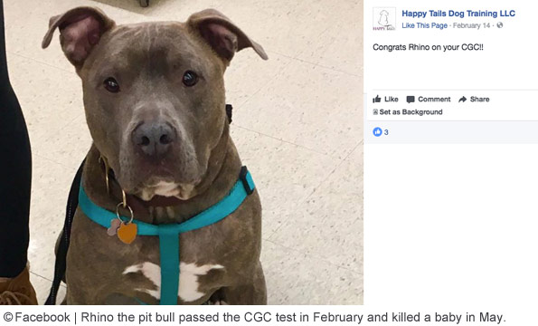 pit bull that passed Canine Good Citizen kills baby