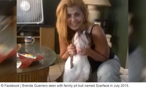 pit bull attacks owner trying to put on sweater