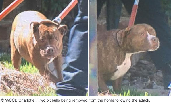 pit bulls that killed Bessie Flowers