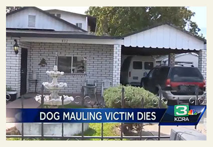 Pit bulls kill Modesto man injure another