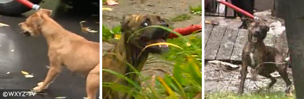 vicious pit bulls that nearly kill Detroit man