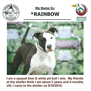 adoption listing advertisement - sonoma county animal shelter