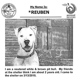 adoption listing advertisement - sonoma county animal shelter