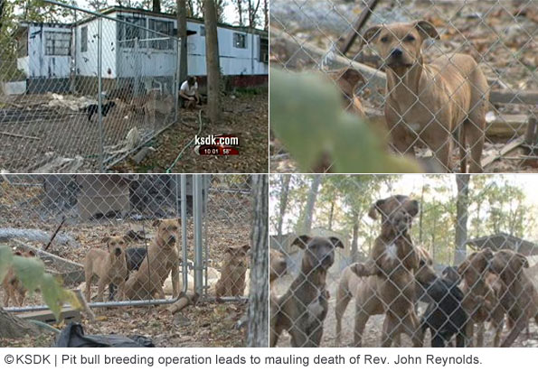 calloway county, pit bull breeding operation leaving Reverend john reynolds dead