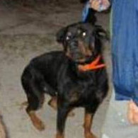 Crystal River fatal rottweiler attack