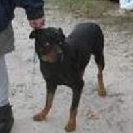 Crystal River fatal rottweiler attack