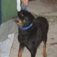 Crystal River fatal rottweiler attack